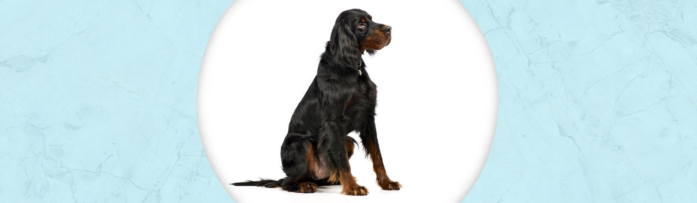 Gordon Setter Jewelry