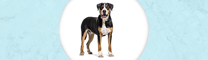 Greater Swiss Mountain Dog Jewelry