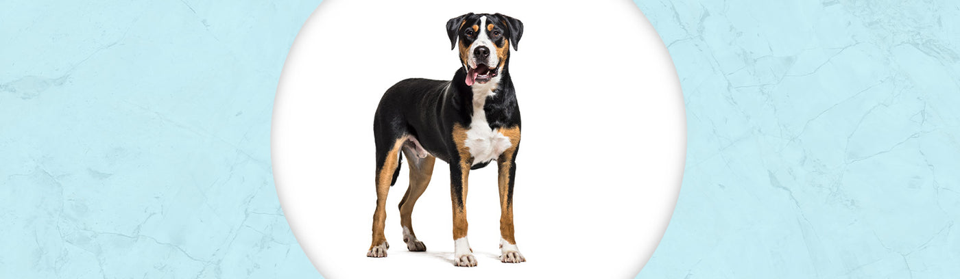 Greater Swiss Mountain Dog Jewelry