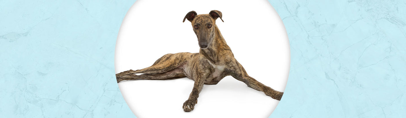 Greyhound Jewelry