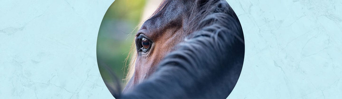 Horse Jewelry