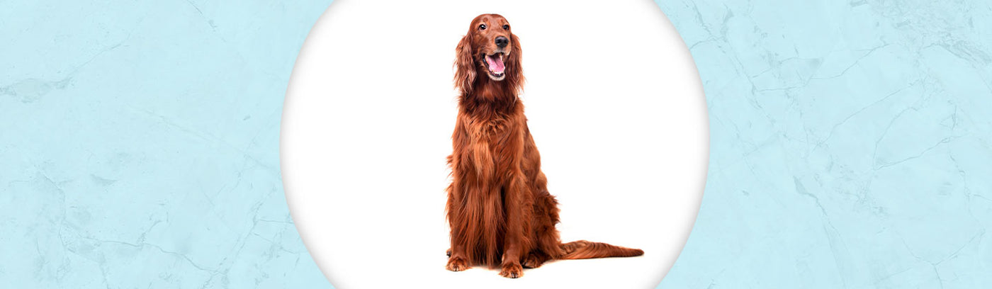 Irish Setter Jewelry