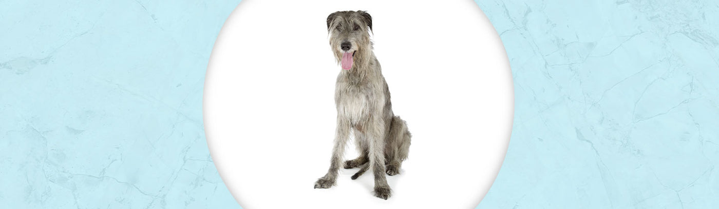 Irish Wolfhound Jewelry