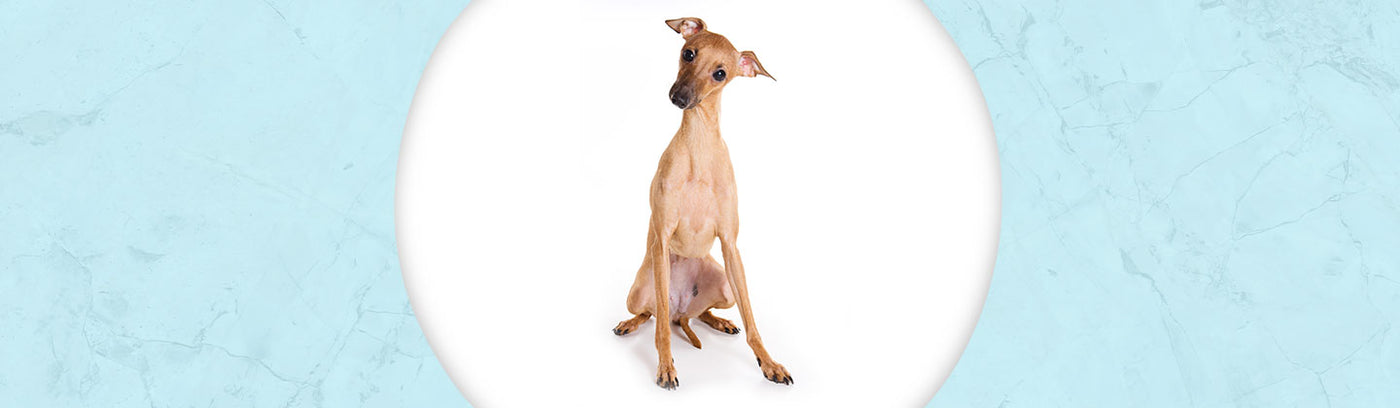 Italian Greyhound Jewelry