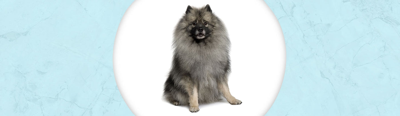 Keeshond Jewelry