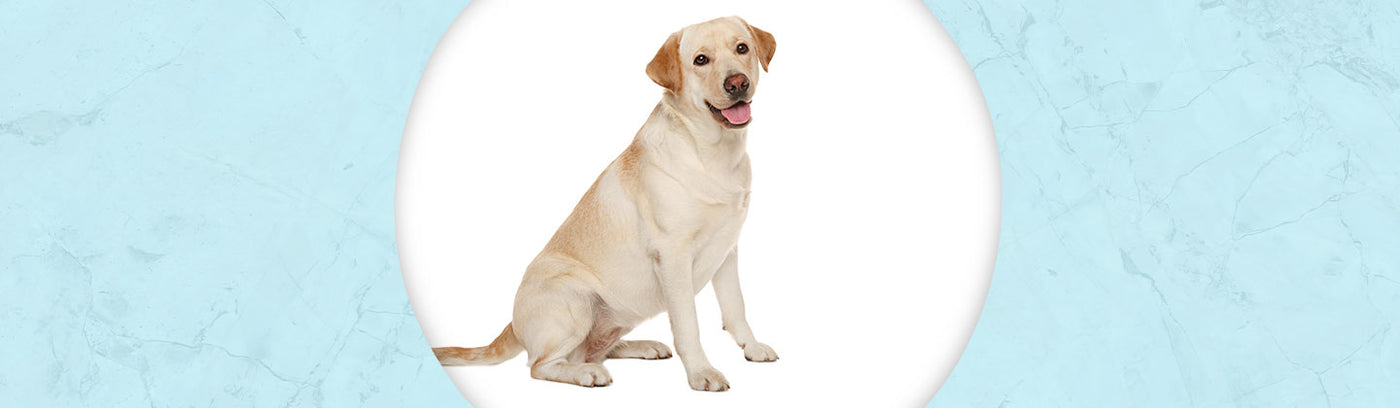 Labrador Retriever Jewelry