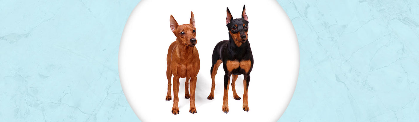 Miniature Pinscher Jewelry