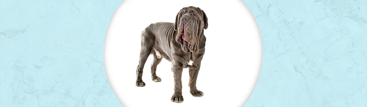 Neapolitan Mastiff Jewelry