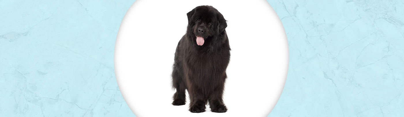 Newfoundland