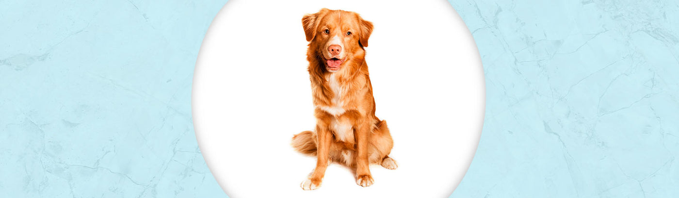 Nova Scotia Duck Tolling Retriever Jewelry