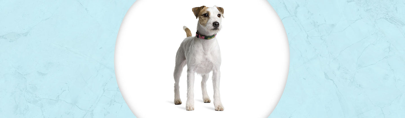 Parson Russell Terrier Jewelry
