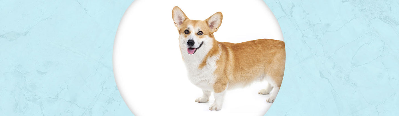 Pembroke Welsh Corgi Jewelry