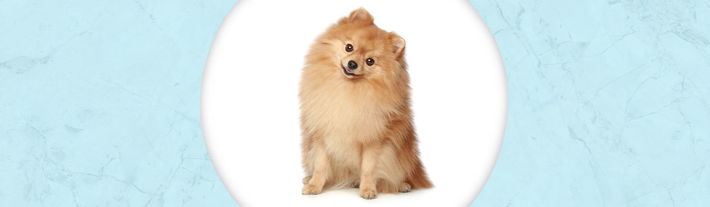 Pomeranian Jewelry