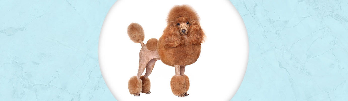 Poodle Jewelry