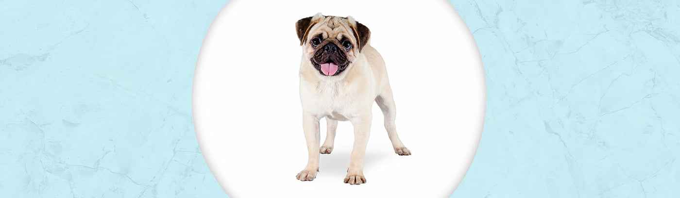 Pug Jewelry