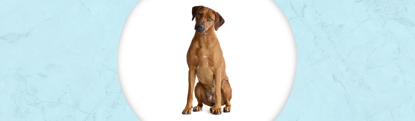 Rhodesian Ridgeback Jewelry