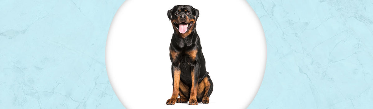 Rottweiler Jewelry – Dazzling Paws