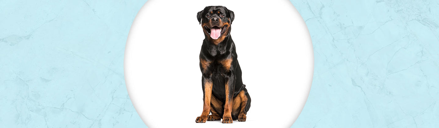 Rottweiler Jewelry