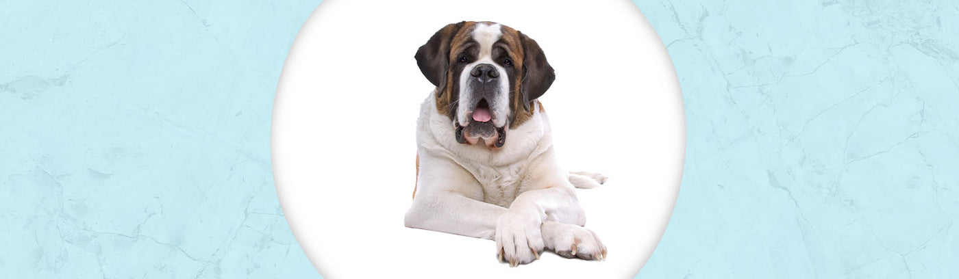 Saint Bernard Jewelry