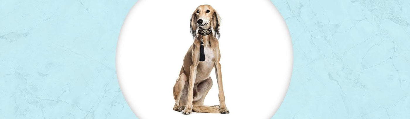 Saluki Jewelry