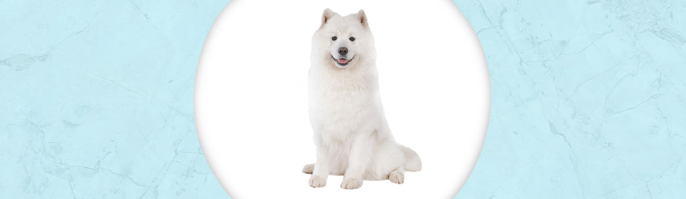 Samoyed Jewelry