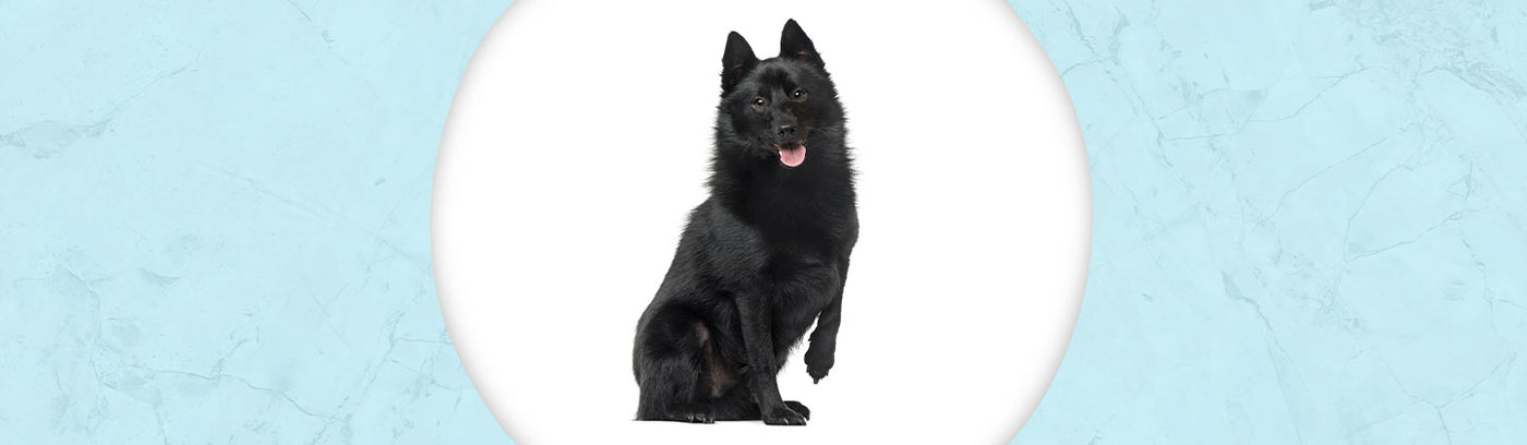 Schipperke Jewelry