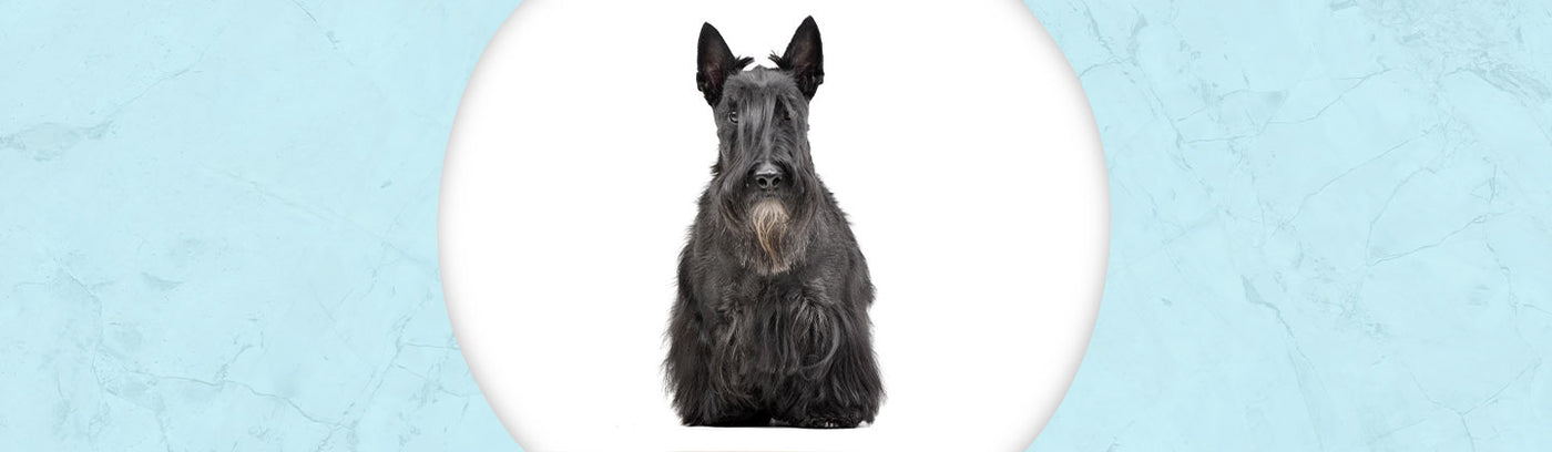 Scottish Terrier Jewelry