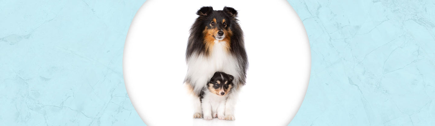 Shetland Sheepdog Jewelry