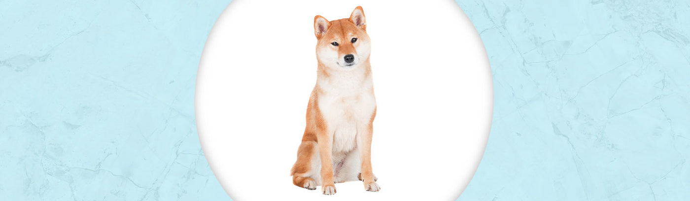 Shiba Inu Jewelry