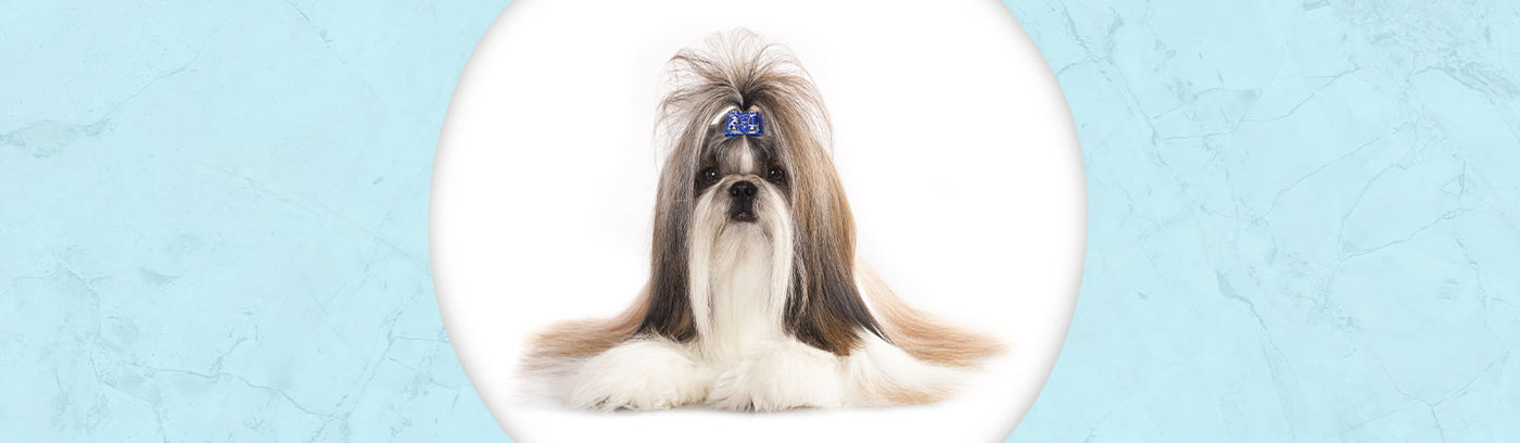 Shih Tzu Jewelry