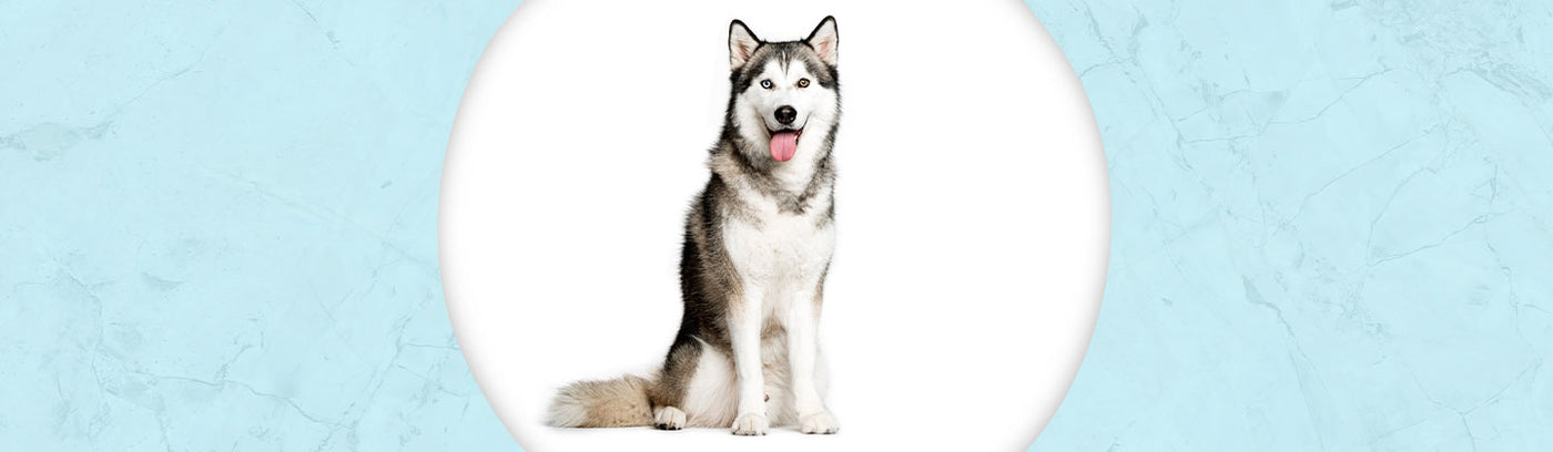 Siberian Husky Jewelry