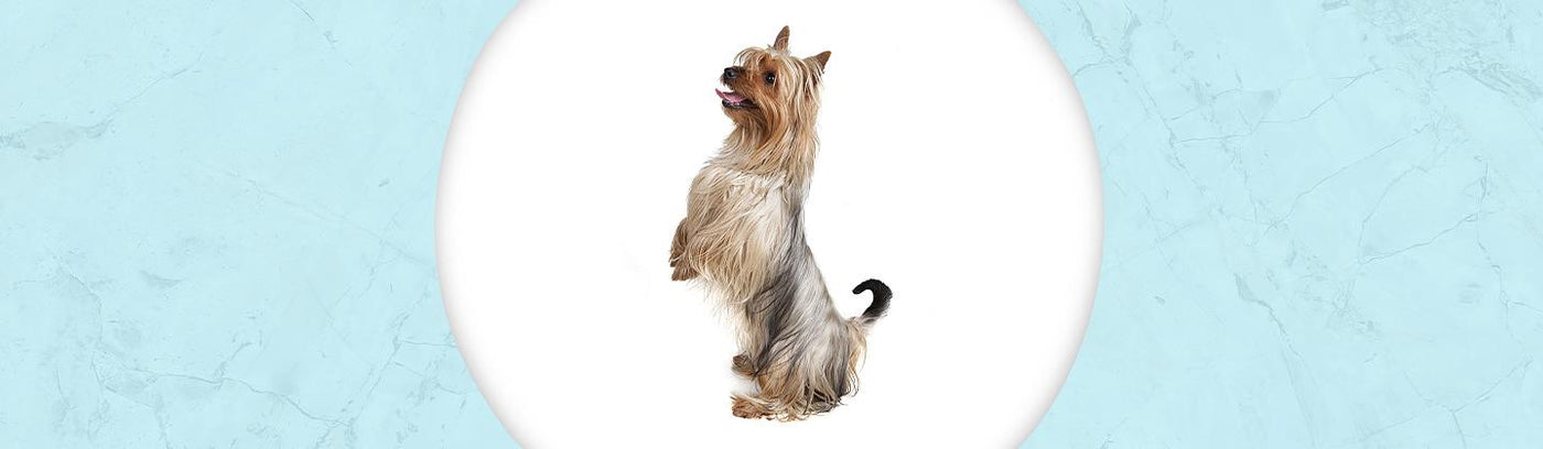 Silky Terrier Jewelry