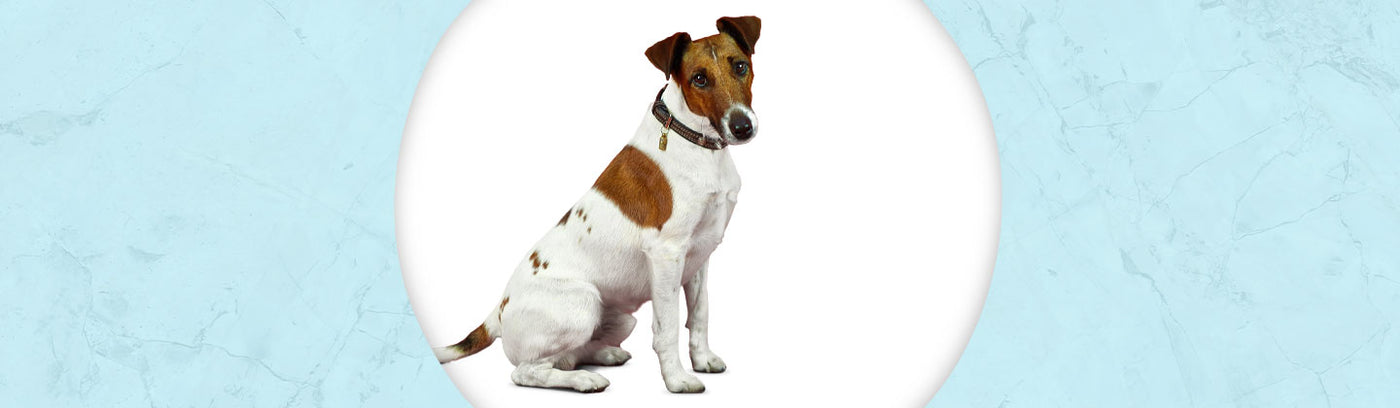 Smooth Fox Terrier Jewelry