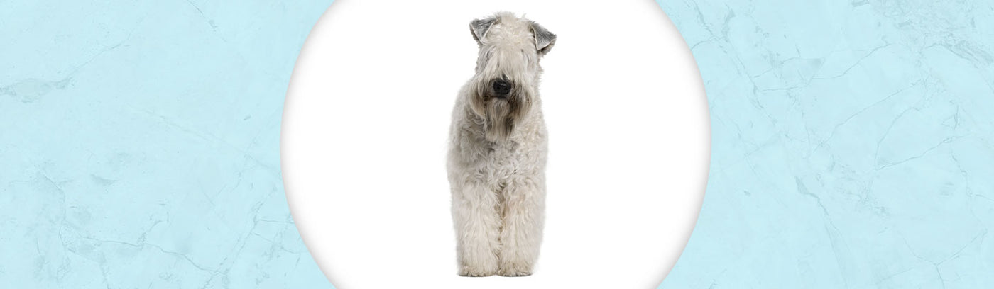 Soft Coated Wheaten Terrier Jewelry