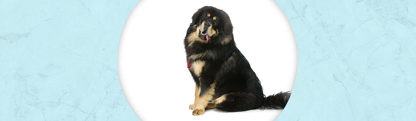 Tibetan Mastiff Jewelry