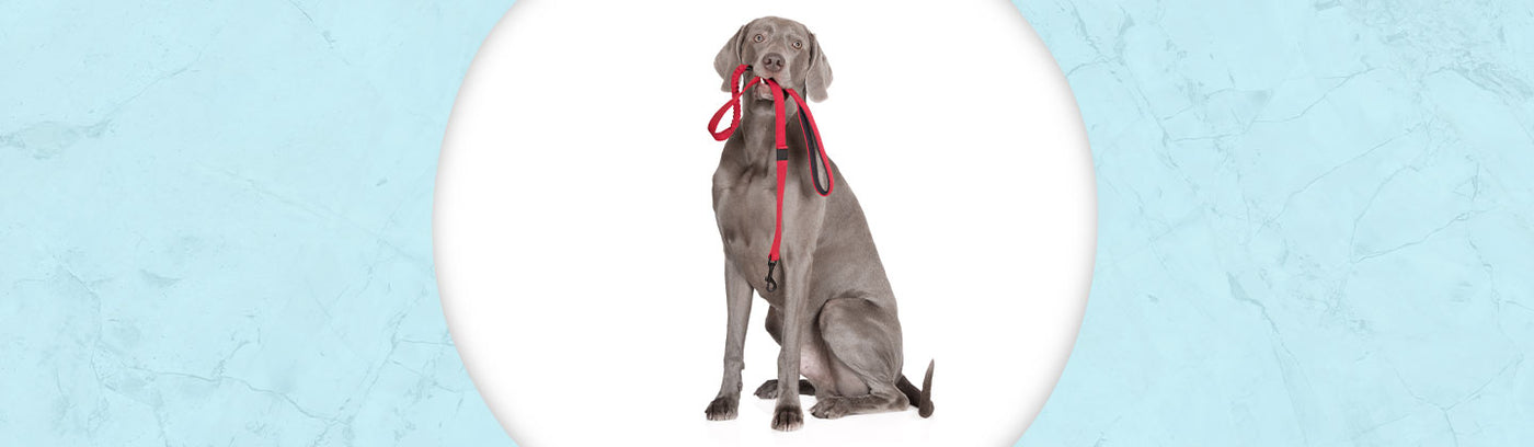 Weimaraner Jewelry