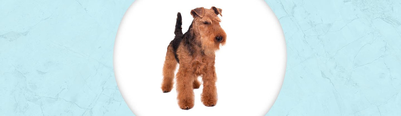 Welsh Terrier Jewelry