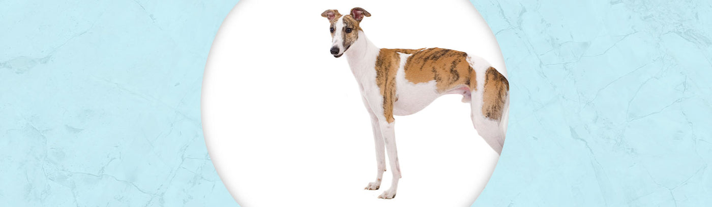 Whippet Jewelry