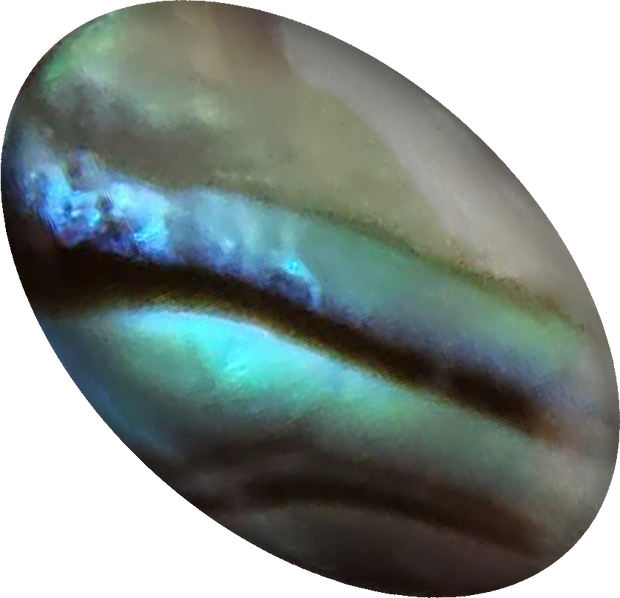 4 x 6 Cab, Abalone Shell