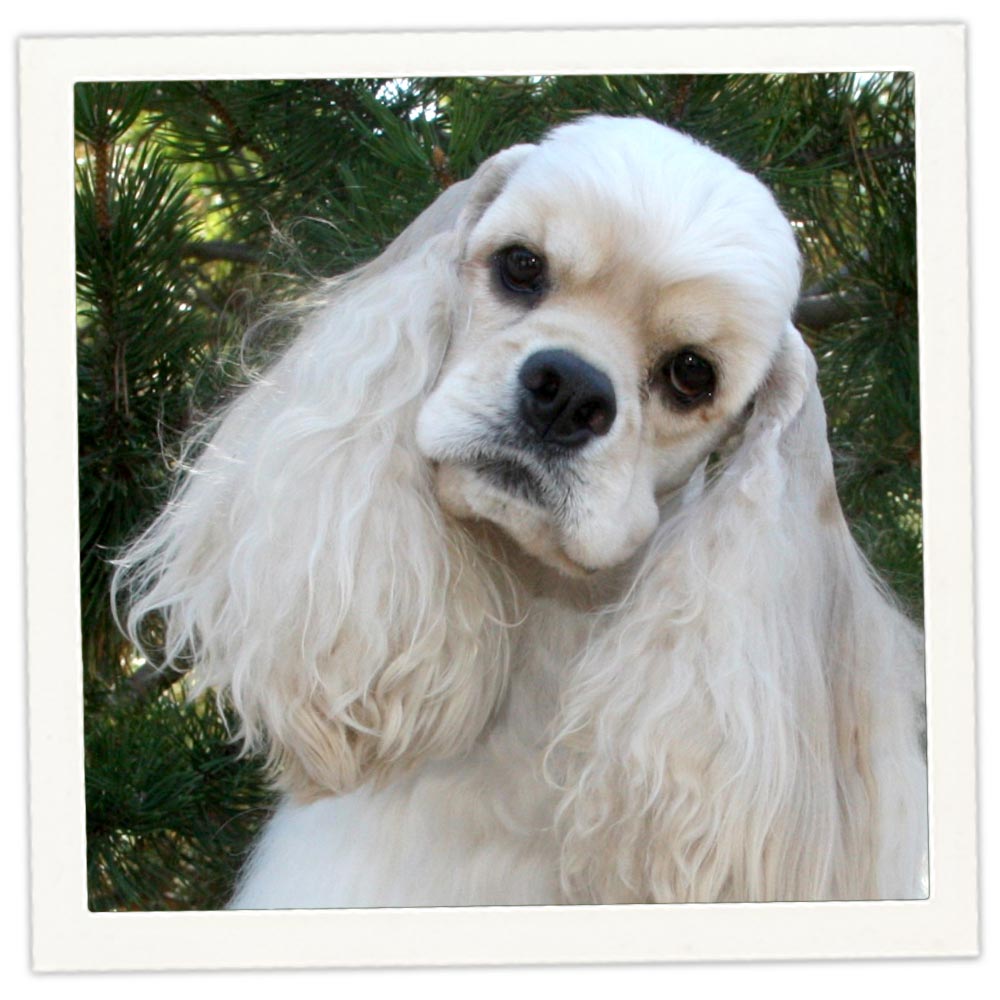 Cocker spaniel jewelry online