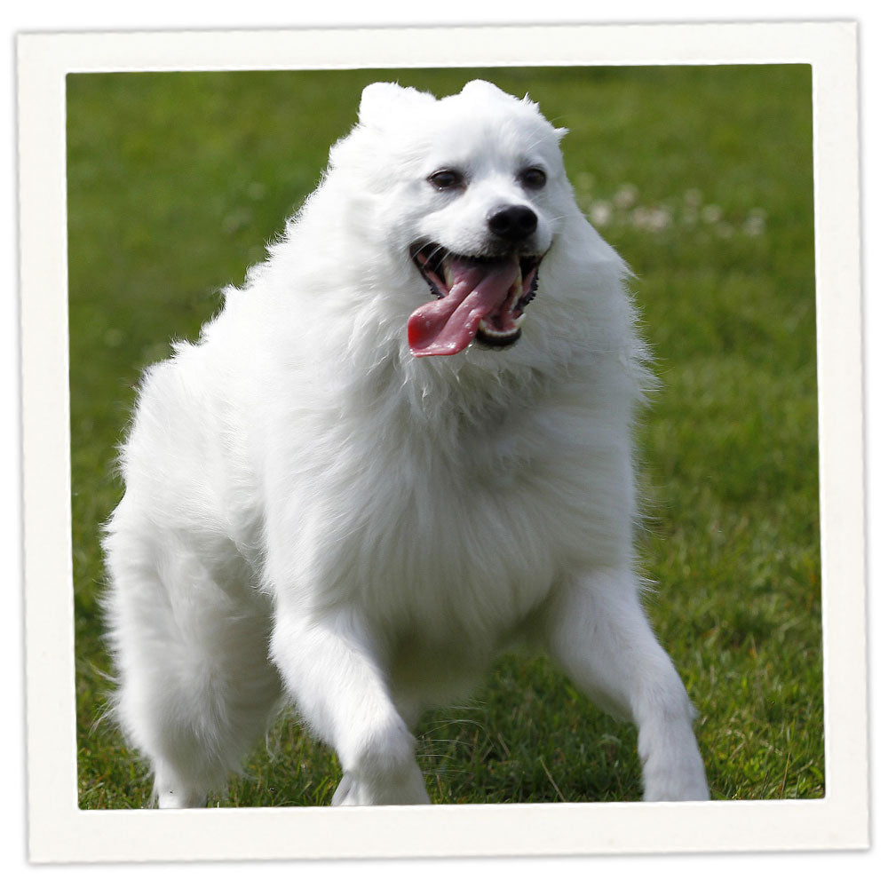 Samoyed American Eskimo Dog Dog Breeds Japanese Spitz Samoyed Dog