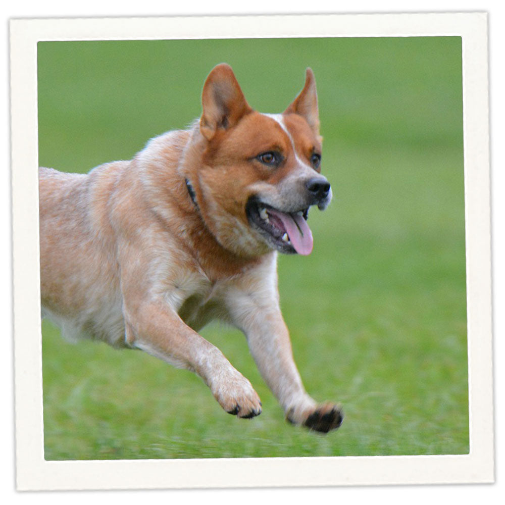 Red Heeler Husky Mix Siberian Husky Husky Blue Heeler German