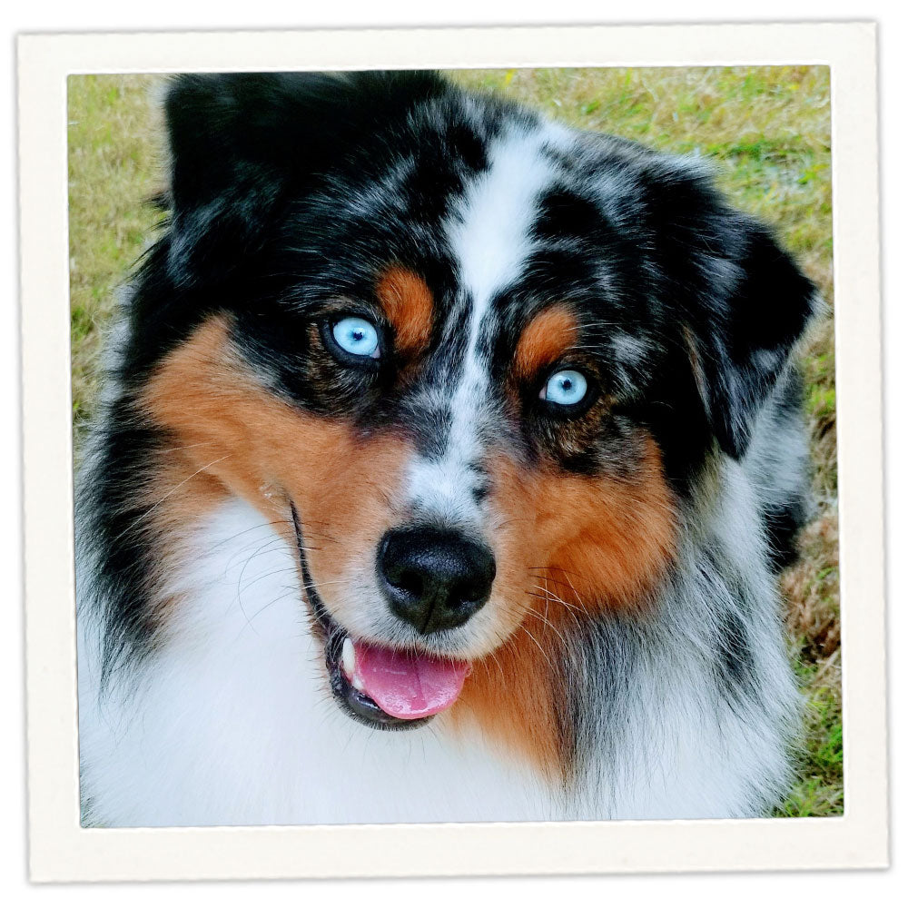 Merle Australian Treasures Miniature American Shepherds The