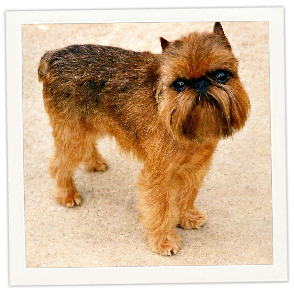 Griffon Terrier Dog Breed From As Good As It Gets Griffon Terrier