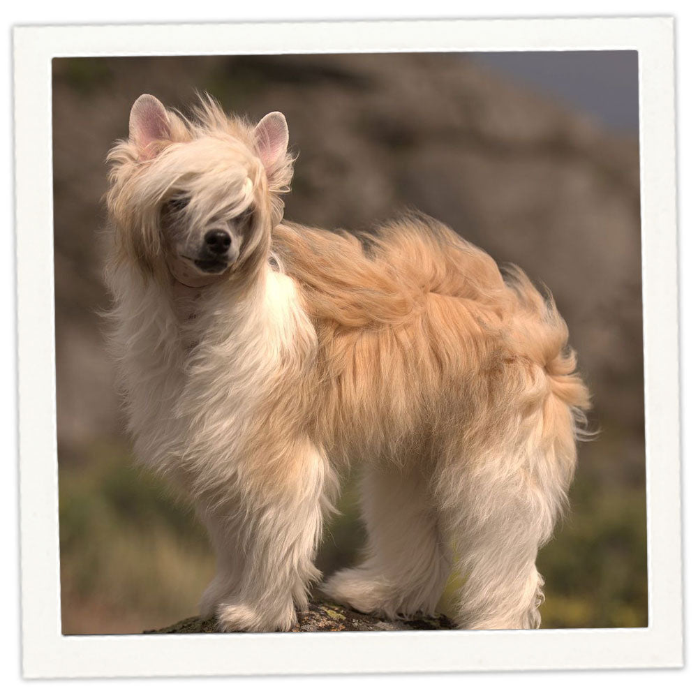 Cute Chinese Crested Powder Puff Puff Chinese Crested Hairless Dog