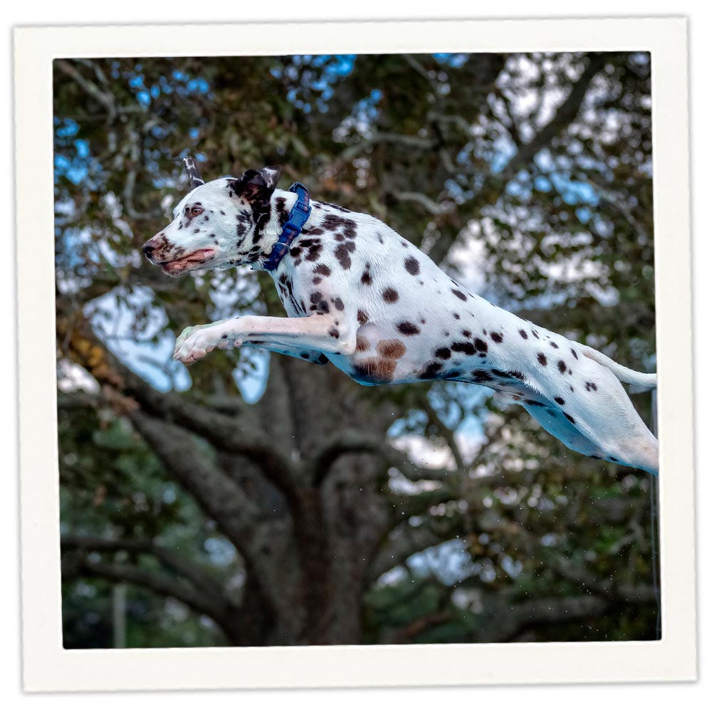 Dalmatian Puppy Rainbow Dalmatian Breed Long Haired Dalmatian