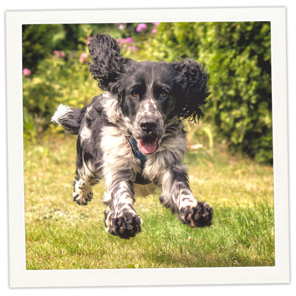 Spaniel Field Springer Spaniel Intelligence Field Bred English