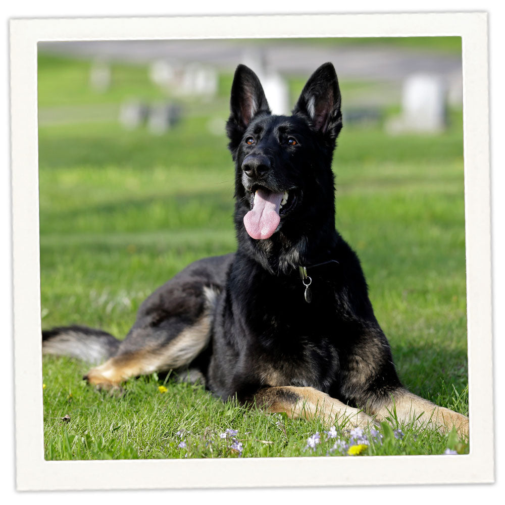 Terrier Cross Airedale German Shepherd Mix Airedale Shepherd Airedale Terrier Shepherd Mix New Arrivals