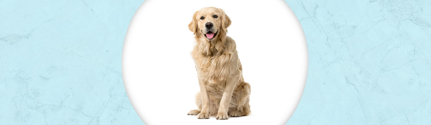 Golden Retriever Jewelry Dazzling Paws