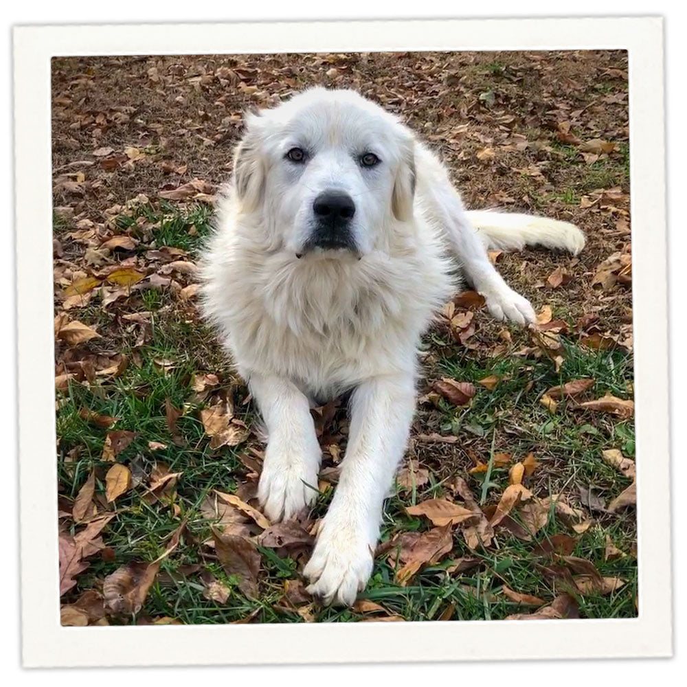 Komondor Great Pyrenees Mix Komondor Poodle Mix Komondor Short